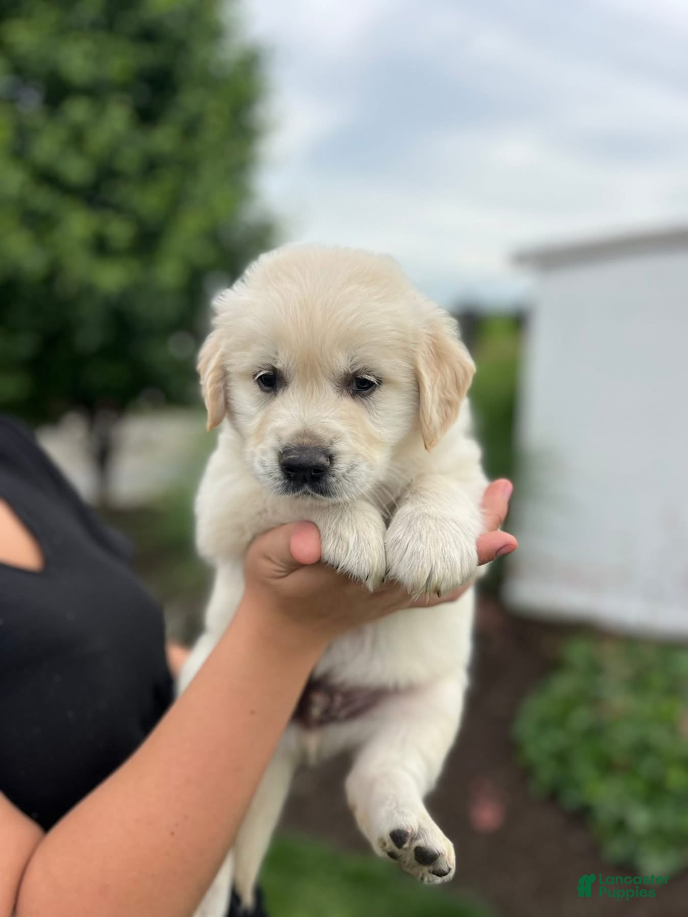 Golden Retriever dogs Golden Retriever Puppy 7, dark blue - Ad 11