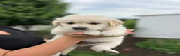 Golden Retriever dogs for sale: Golden Retriever Puppy 7, dark blue - Ad 1