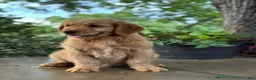 Mini Goldendoodle dogs for sale: Monty - Ad 11