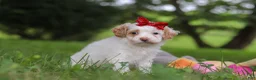 Cavapoo dogs for sale: Mia - Ad 4