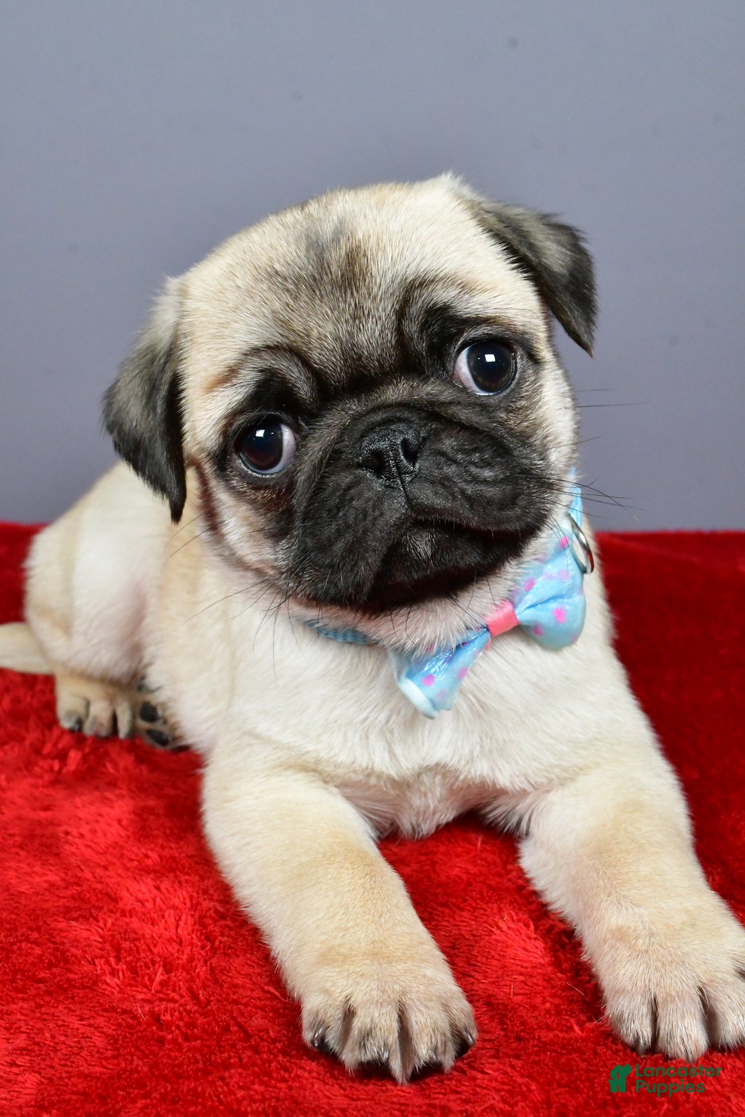 Pug dogs for sale: Toby - Ad 4