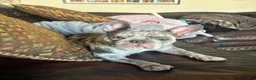 French Bulldog dogs for sale: Dior - Ad 2