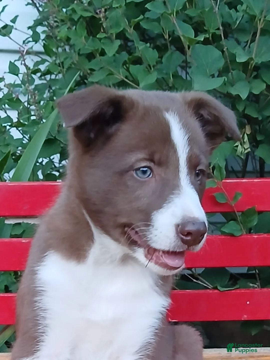 Border Collie dogs for sale: Kiwi - Ad 1