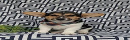 Welsh Corgi Pembroke dogs for sale: Blake - Ad 6