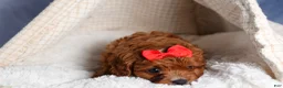 Cavapoo dogs for sale: GUS - Ad 10
