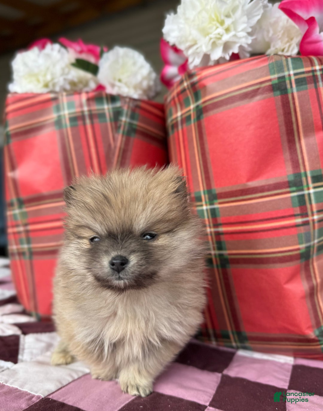 Pomeranian dogs for sale: Holly - Ad 3