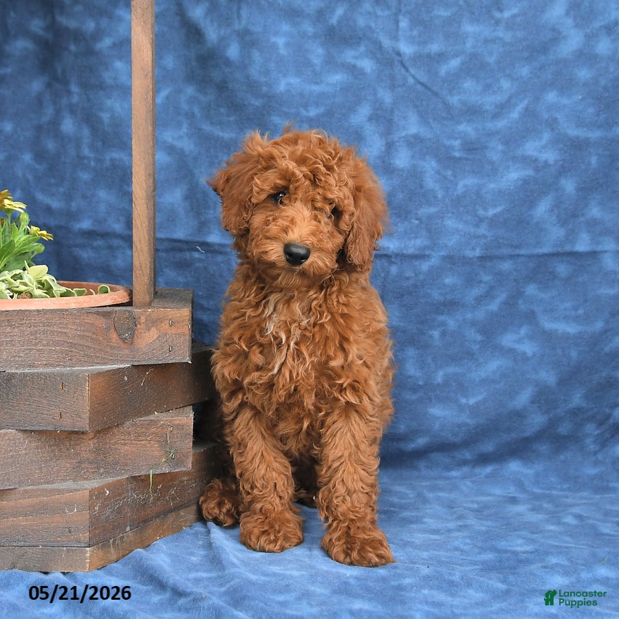 Mini Goldendoodle dogs for sale: Clifford - Ad 2