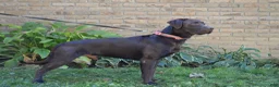 Labrador Retriever dogs for sale: Remington - Ad 5