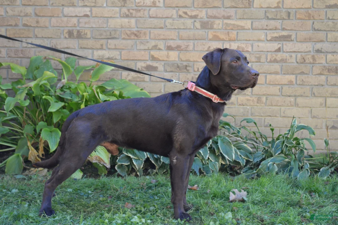 Labrador Retriever dogs for sale: Remington - Ad 5