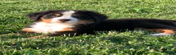 Bernese Mountain Dog dogs for sale: North - Ad 11