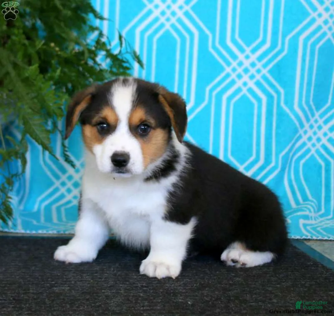Welsh Corgi Pembroke dogs for sale: Welsh Corgi Pembroke 3 - Ad 2