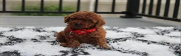 Toy Poodle dogs for sale: Toy PoodleKoda 1 - Ad 4