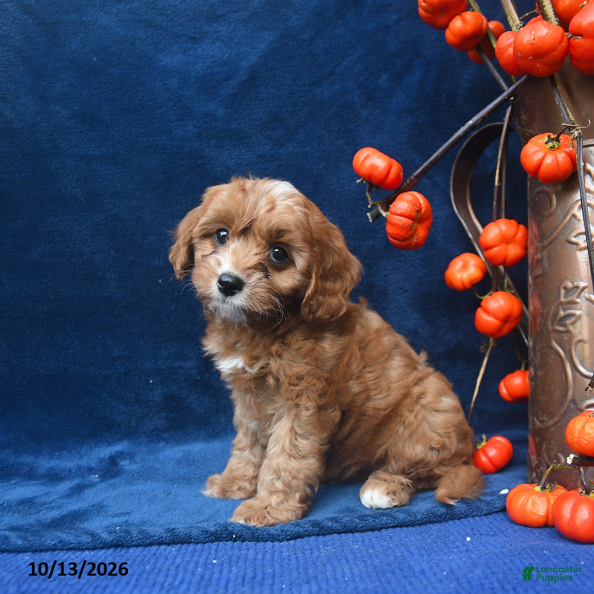 Cavapoo dogs Jayda - Ad 1