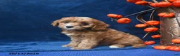 Cavapoo dogs for sale: Jayda - Ad 1