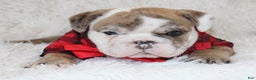 English Bulldog dogs for sale: Theo - Ad 3