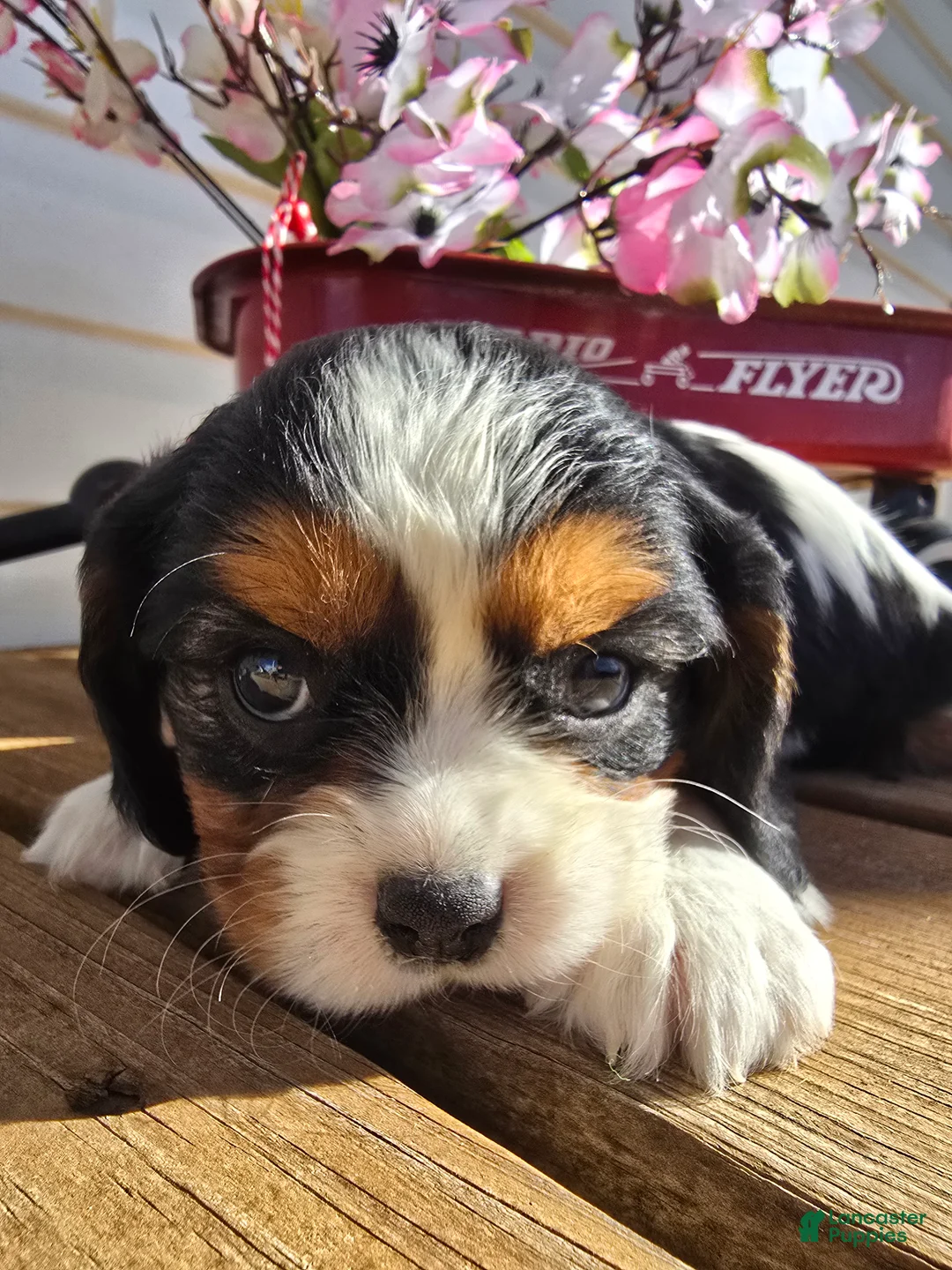 Cavalier King Charles Spaniel dogs for sale: Desiree - Ad 7
