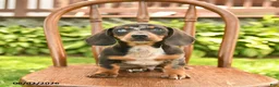 Miniature Dachshund dogs for sale: Ollie  - Ad 2