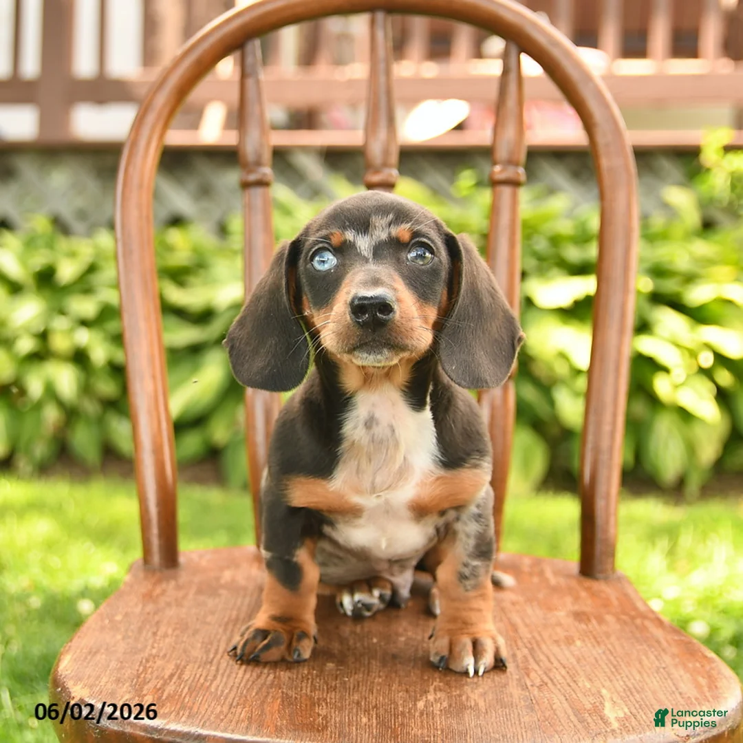 Miniature Dachshund dogs for sale: Ollie  - Ad 2