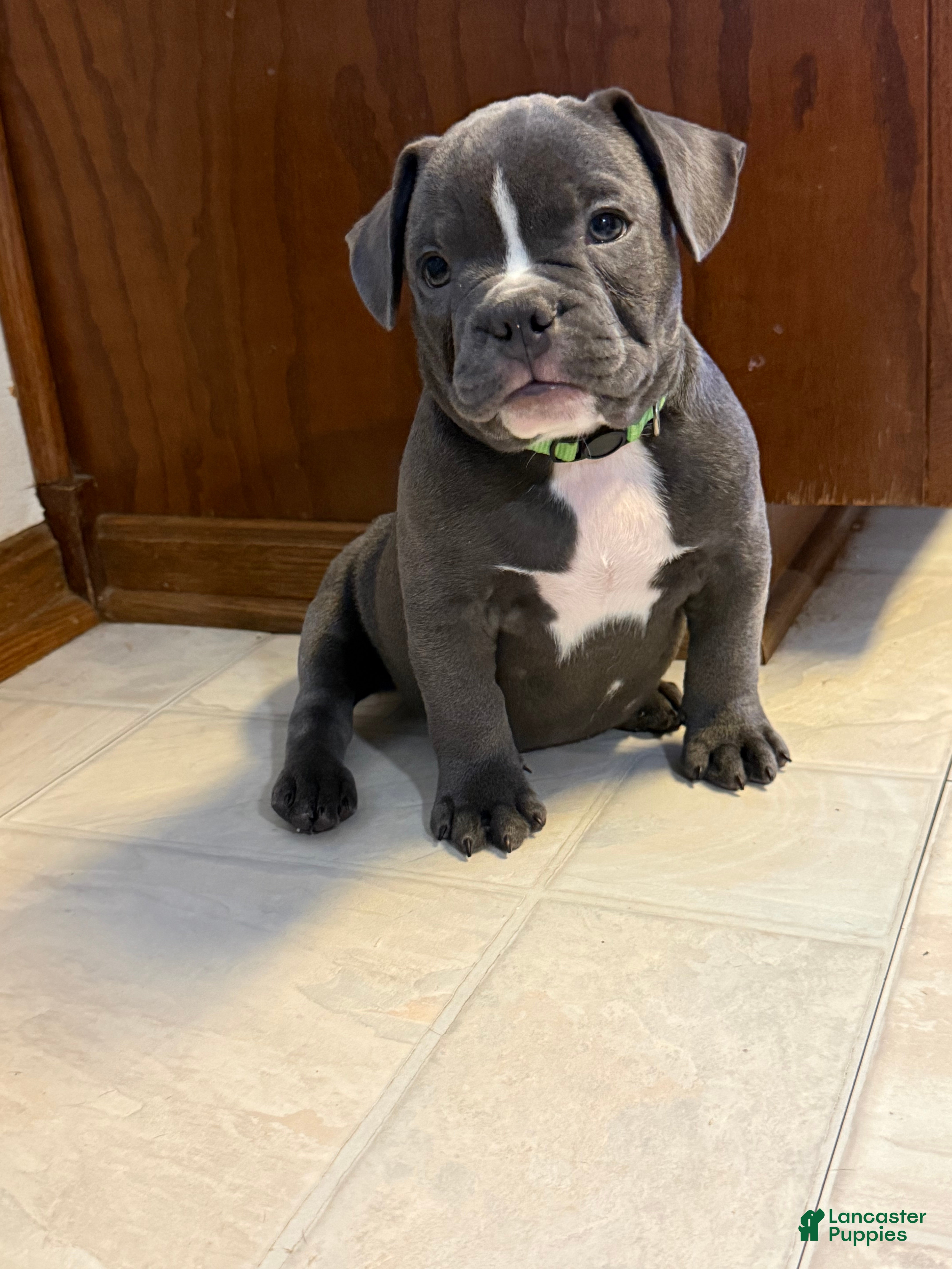 Mixed Breed dogs Antler  - Ad 40