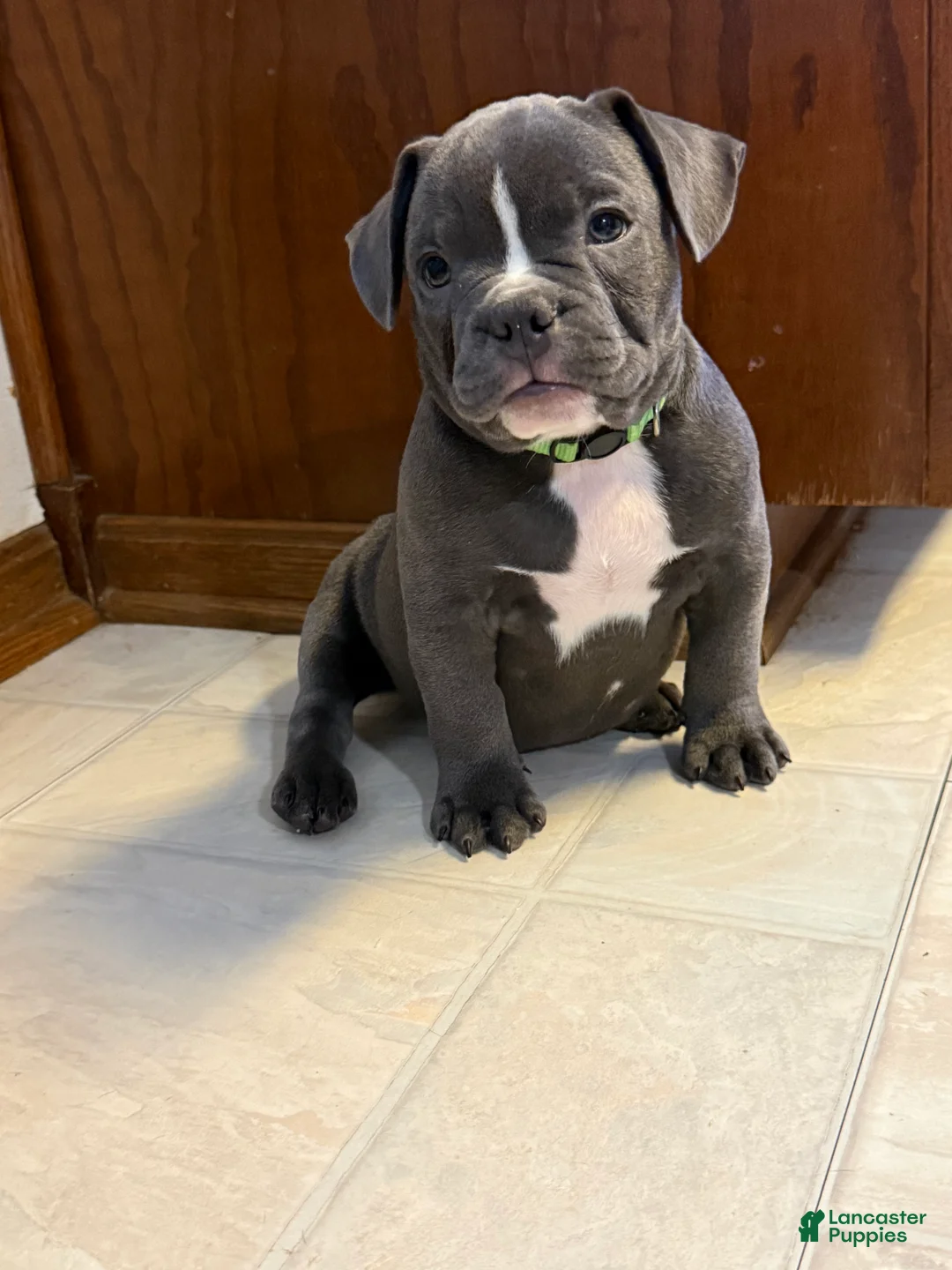 Mixed Breed dogs for sale: Antler  - Ad 1