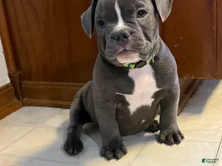 Mixed Breed dogs Antler - Ad 13