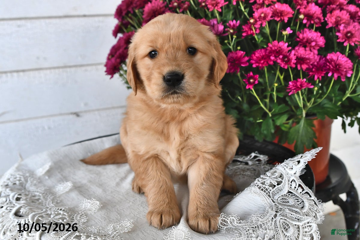 Golden Retriever dogs Rosie - Ad 1