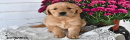 Golden Retriever dogs for sale: Rosie - Ad 1