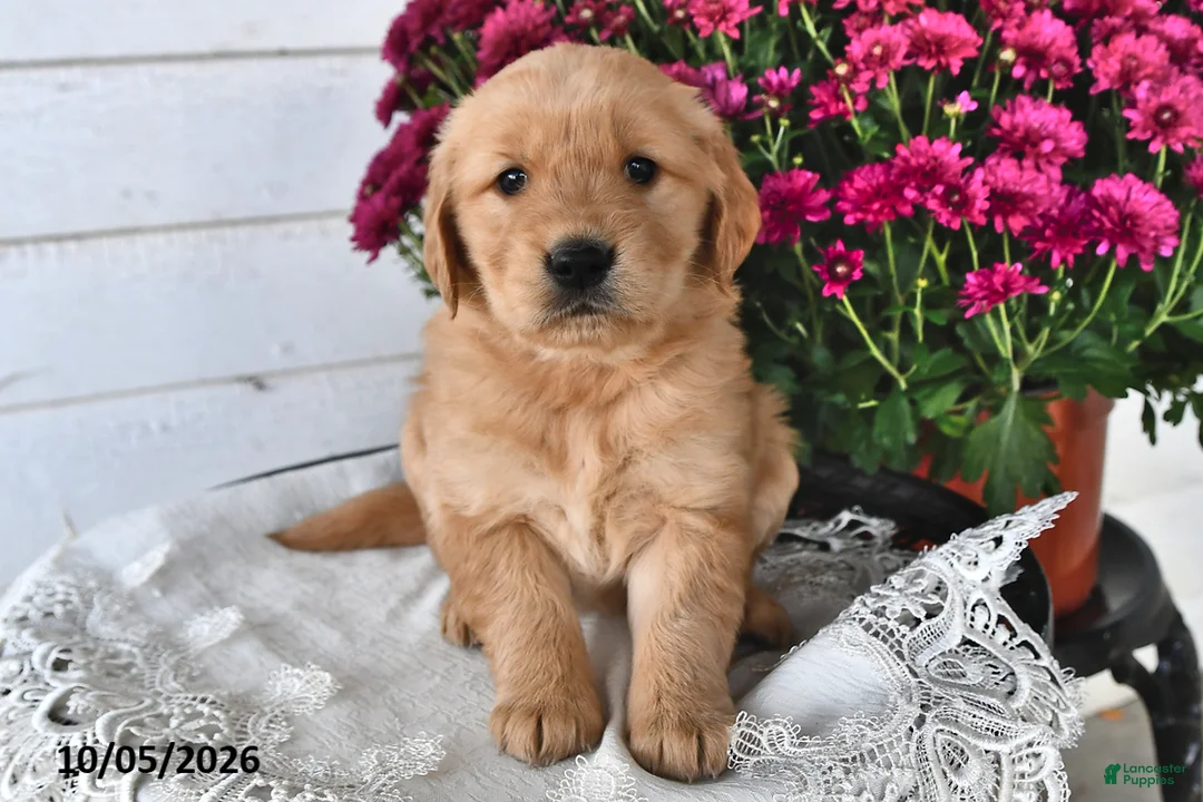 Golden Retriever dogs for sale: Rosie - Ad 1