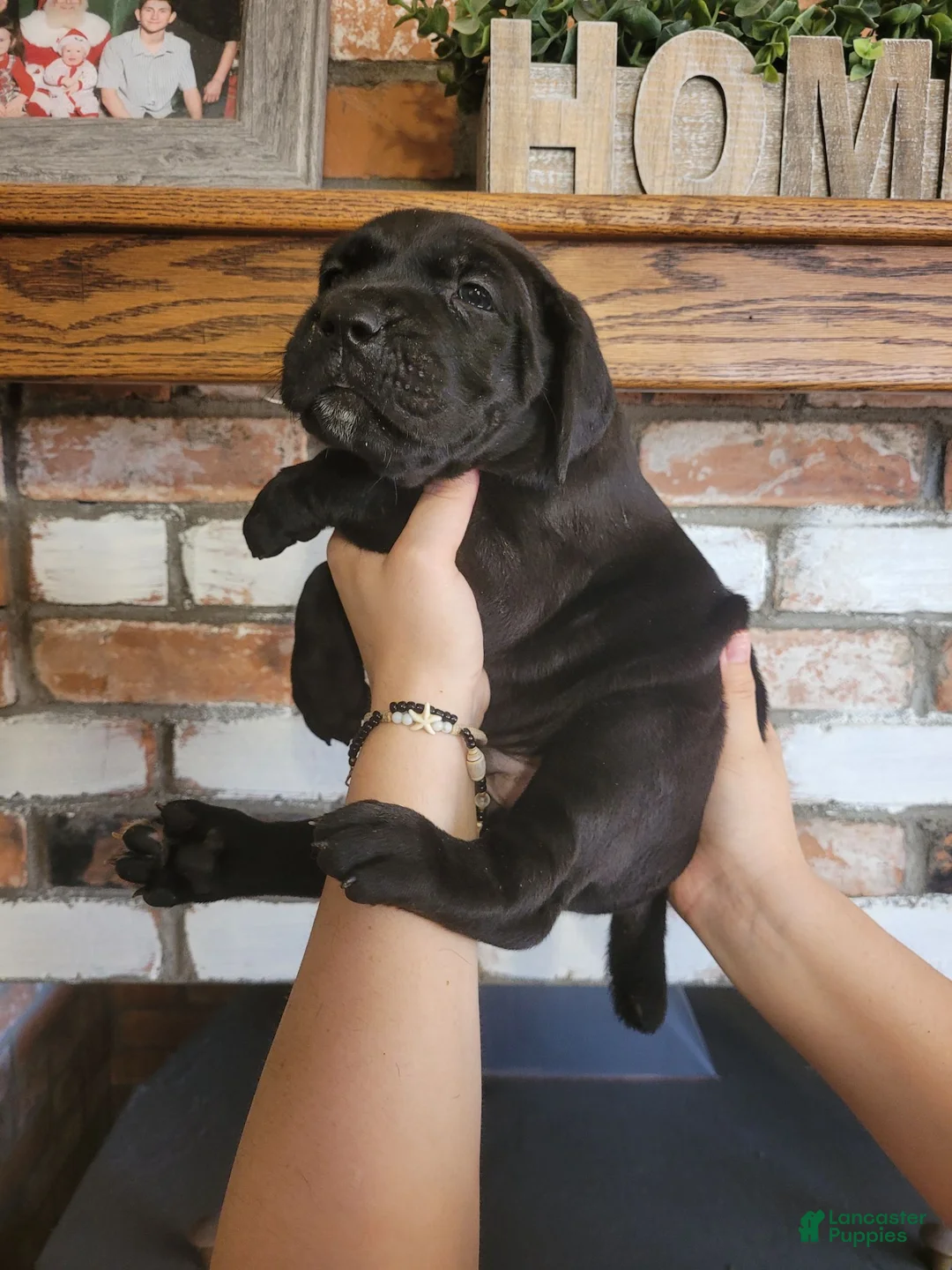 Cane Corso dogs for sale: Atlas - Ad 2