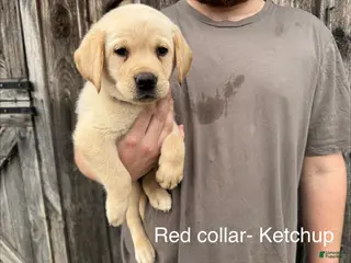 Labrador Retriever dogs Ketchup- Red collar - Ad 25