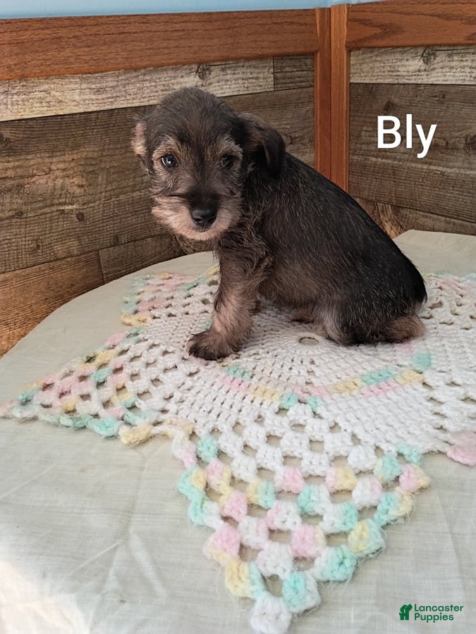 Miniature Schnauzer dogs Bly - Ad 2