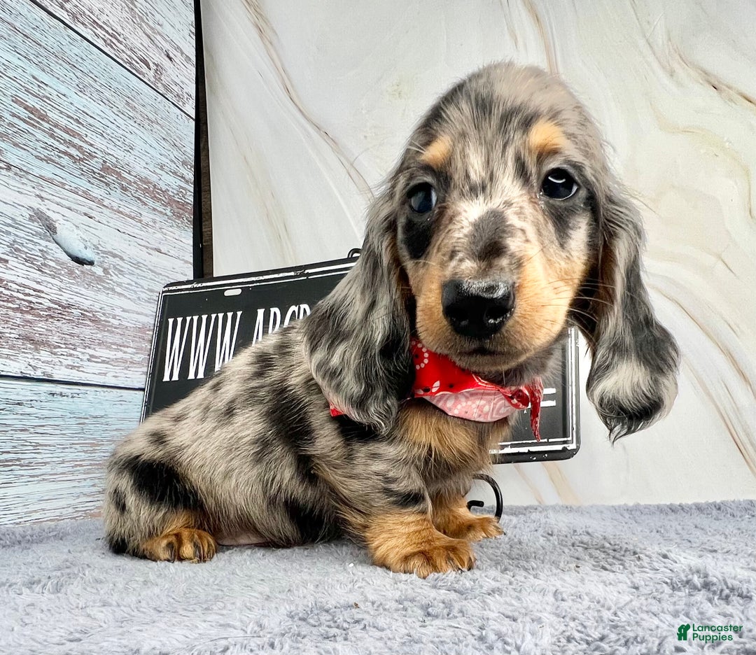 Dachshund dogs for sale: Ch Harriet LH dappleAkc - Ad 7