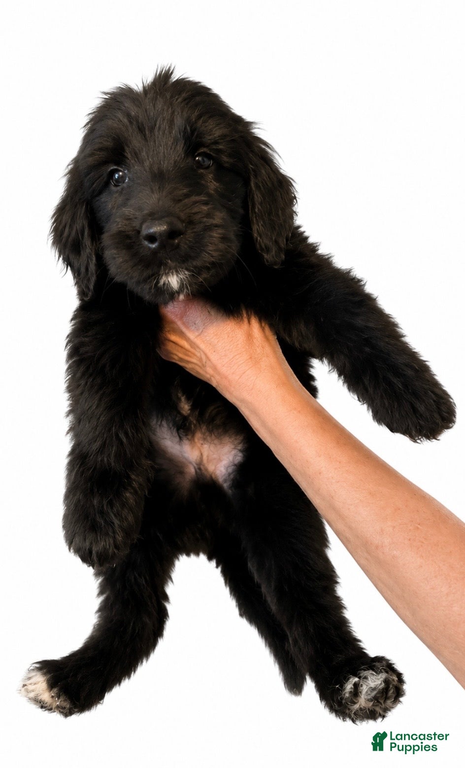 Goldendoodle dogs Black - Ad 1