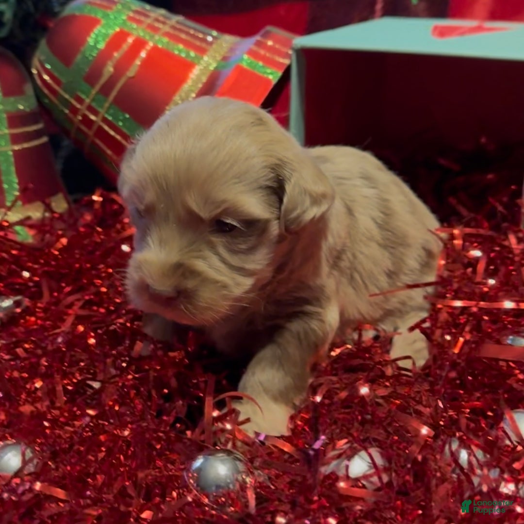 Mini Goldendoodle dogs for sale: Robin - Ad 5