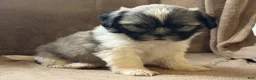 Shih Tzu dogs for sale: Cody - Ad 5
