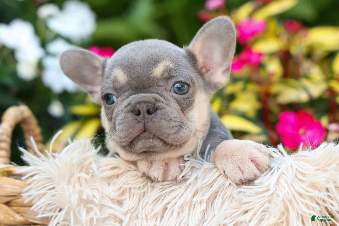 French Bulldog dogs for sale: Roxie🌸 - Ad 2