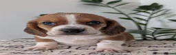Mixed Breed dogs for sale: Jeb - Ad 3