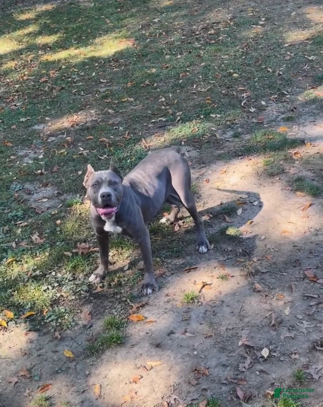 American Bully dogs for sale: American Bully 1 - Ad 3