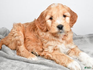 Goldendoodle dogs Alice medium size - Ad 40