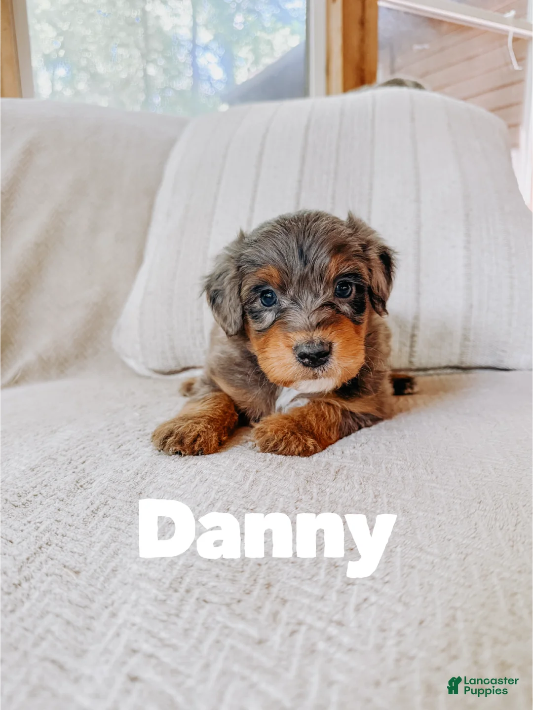 Aussiedoodle dogs for sale: Danny  - Ad 1