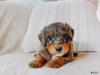 Aussiedoodle dogs Danny - Ad 37