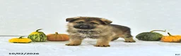 German Shepherd dogs for sale: Bruno - Ad 1