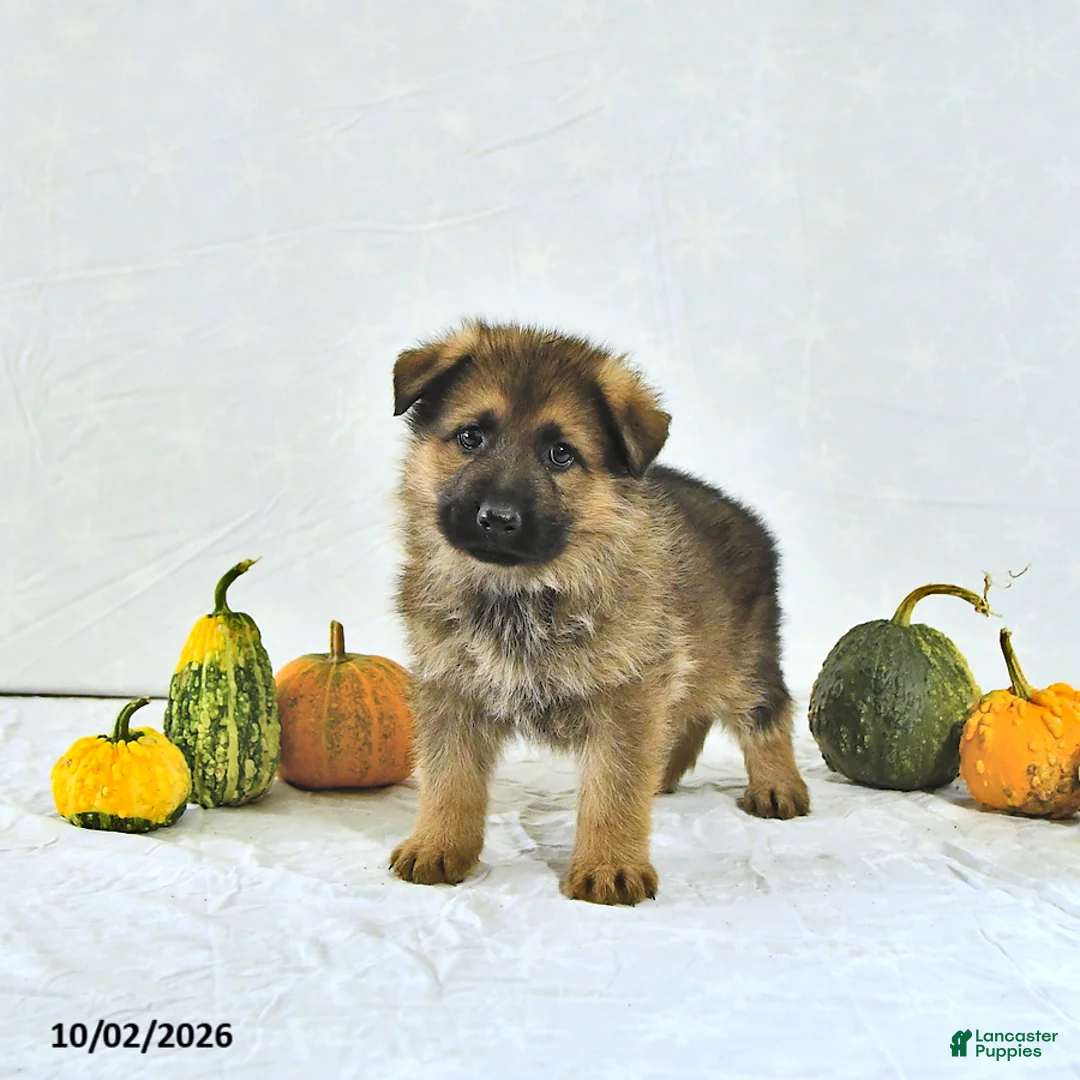 German Shepherd dogs for sale: Bruno - Ad 1