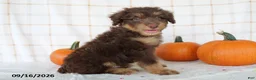 Mini Aussiedoodle dogs for sale: Benson - Ad 4