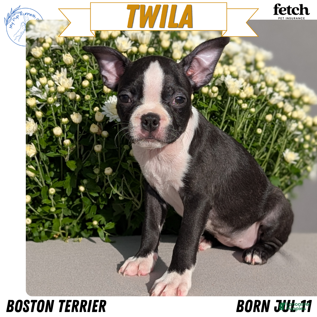 Twila