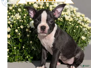 Boston Terrier dogs Twila - Ad 1