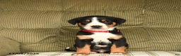 Greater Swiss Mountain Dog dogs for sale: Ranger - Ad 2