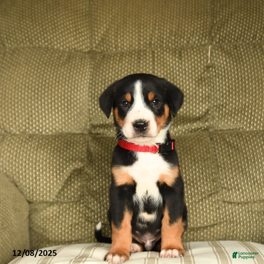 Greater Swiss Mountain Dog dogs for sale: Ranger - Ad 2
