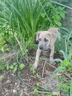 Cane Corso dogs Roxie - Ad 2