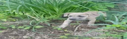 Cane Corso dogs for sale: Roxie - Ad 2